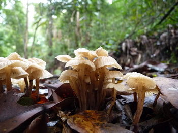 Bellthorpe Stays - Tourism Cairns 30