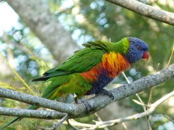 Bellthorpe Stays - Tourism Cairns 33