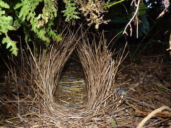 Bellthorpe Stays - Tourism Cairns 36