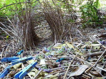 Bellthorpe Stays - Tourism Cairns 37