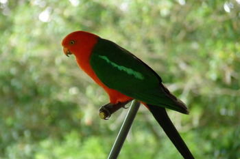 Bellthorpe Stays - Tourism Cairns 38