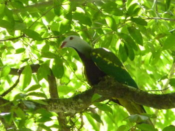 Bellthorpe Stays - Tourism Cairns 40