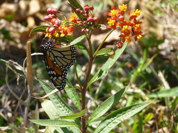 Bellthorpe Stays - Tourism Cairns 41