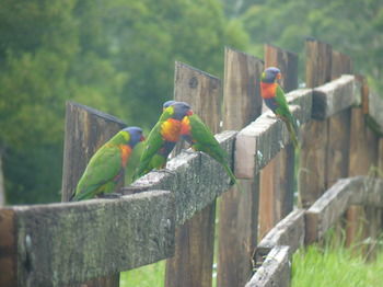 Bellthorpe Stays - Tourism Cairns 42