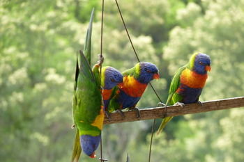 Bellthorpe Stays - Tourism Cairns 43