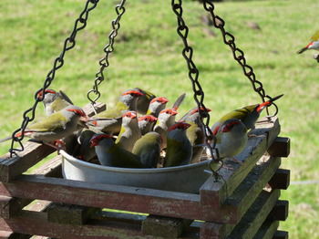 Bellthorpe Stays - Tourism Cairns 44