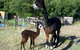Cleburne - thumb 5