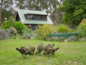 Tree Tops Cascades - Tourism Cairns 1