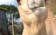 Sea Glimpse Farm Stay - thumb 4