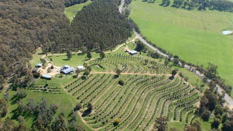 Karoonda Olive Grove Retreat At Mt Buffalo Olives - Tourism Cairns 2