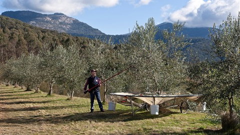 Karoonda Olive Grove Retreat At Mt Buffalo Olives - Tourism Cairns 3