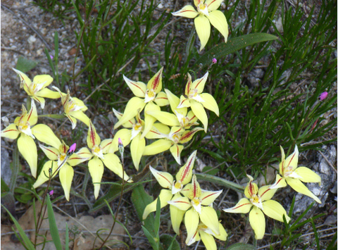 Chuckem Farmstay And Bed & Breakfast - Tourism Cairns 2