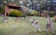 Jenolan Caves Cottages - thumb 1