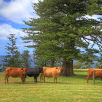Shearwater Scenic Villas - Tourism Cairns 6