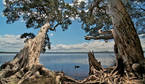 Mungo Brush Campground - Tourism Cairns 1