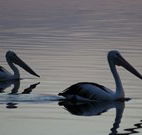 Lakeview Motor Inn - Belmont - Tourism Cairns