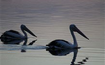 Lakeview Motor Inn - Belmont - Tourism Cairns 0