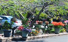 Milgate Motel - Casino - Tourism Cairns 2