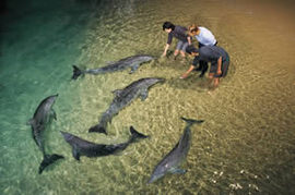 Moreton Island QLD Tourism Cairns