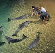 Tangalooma Wild Dolphin Resort - Tourism Cairns