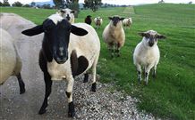 Mount Christopherson Retreat - Tourism Cairns 3