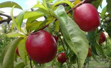 Ralda's Cottage - Tourism Cairns 2