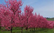 Ralda's Cottage - Tourism Cairns 1