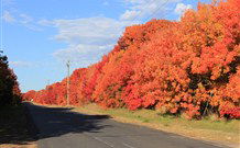 Yamba Farmstay - Tourism Cairns 4