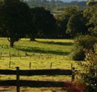 Pines on the Plateau - Tourism Cairns