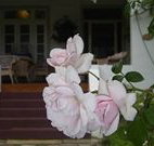 White House Heritage Guesthouse - Tourism Cairns