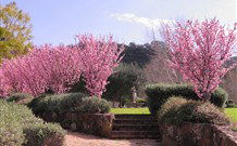 Yellow Dog Cottage - - Tourism Cairns 2