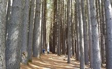 Lennox Head Beachouse YHA - Tourism Cairns 4