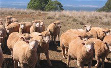 Dairy Flat Farm Holiday - Tourism Cairns 3