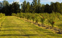 The Dairy Cottage - Tourism Cairns 5