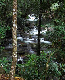 Daintree Secrets Waterfall Sanctuary - Tourism Cairns 1