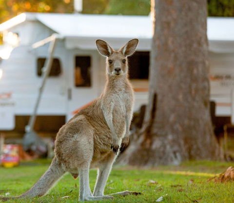BIG4 Sunshine South West Rocks Holiday Park - Tourism Cairns 5