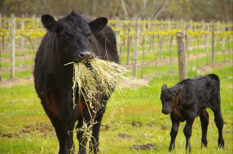 Naimanya Cottage - Tourism Cairns 5