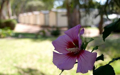 Riverbend Caravan Park Renmark - Tourism Cairns 3