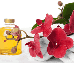 Sunny Hill Retreat Accommodation  Day Spa - Tourism Cairns