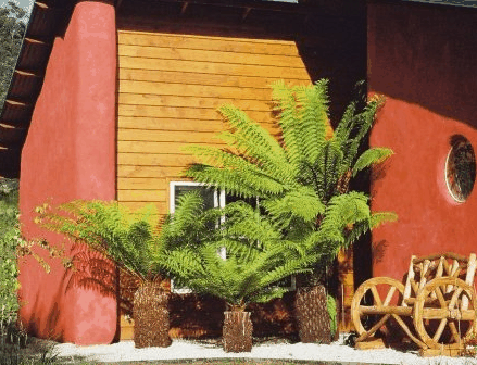 Whispering Spirit Cottage  Miniature Pony Stud - Tourism Cairns
