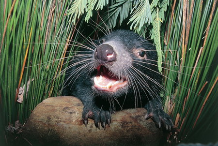 Woodbridge On The Derwent - Tourism Cairns 2