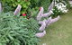 Padthaway Caravan Park - thumb 6