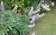 Padthaway Caravan Park - thumb 2
