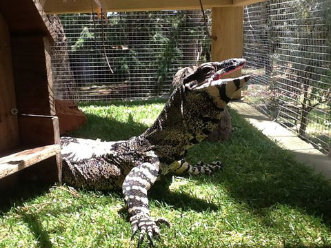 Beechworth Wildlife Stays - Tourism Cairns 6