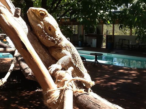 Beechworth Wildlife Stays - Tourism Cairns 7