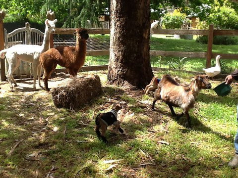 Beechworth Wildlife Stays - Tourism Cairns 8