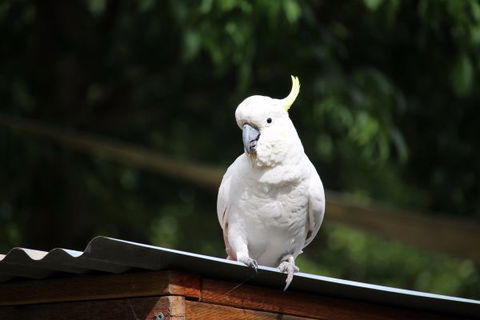 Jamieson Caravan Park - Tourism Cairns 2