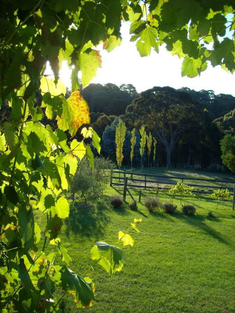 Old Chilli B&B Daylesford - Tourism Cairns 3