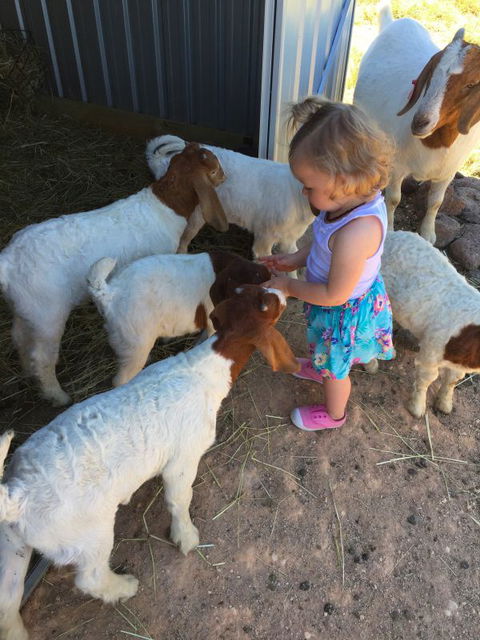 Yalooka Farm - Tourism Cairns 7