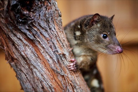 Great Ocean Ecolodge - Tourism Cairns 4